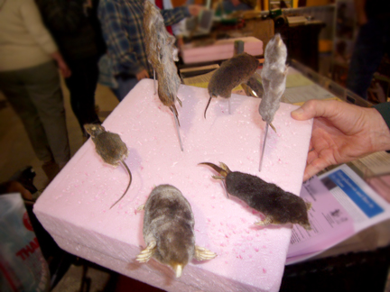 Pennsylvania rodents taxidermy display.